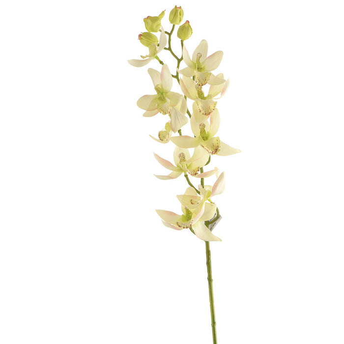 Orchid Cymbidium Stem White & Green 76cm