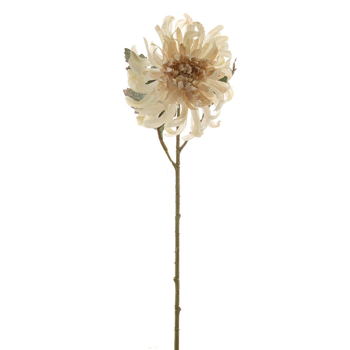 Chrysanthemum Single Cream 50cm