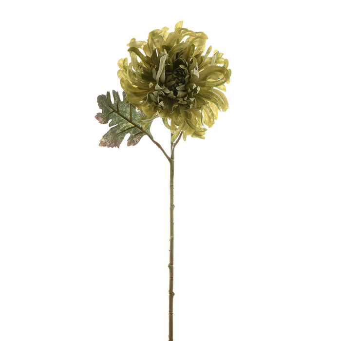 Chrysanthemum Single Green 50cm