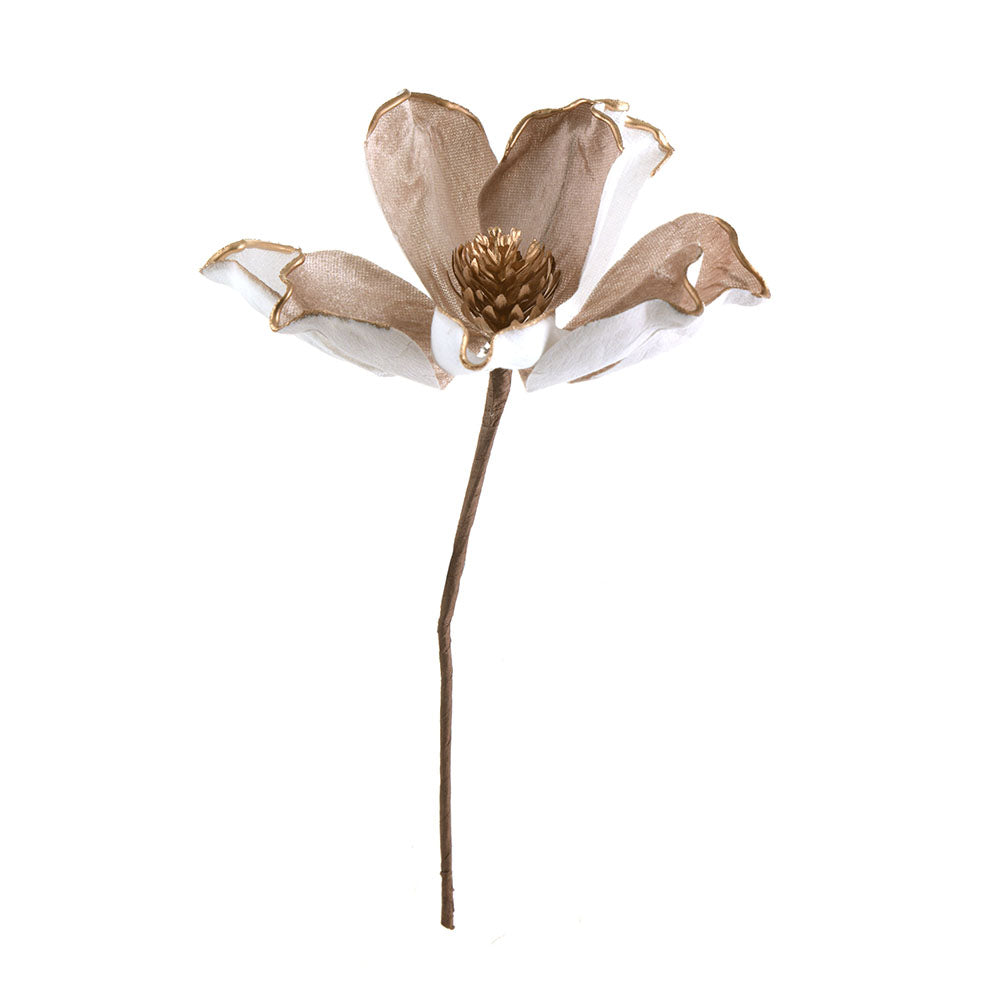 Champagne Magnolia Flower