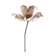 Champagne Magnolia Flower