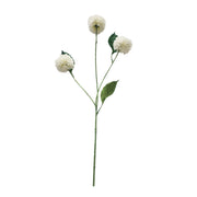 Single Mini Dahlia with 3 Heads White