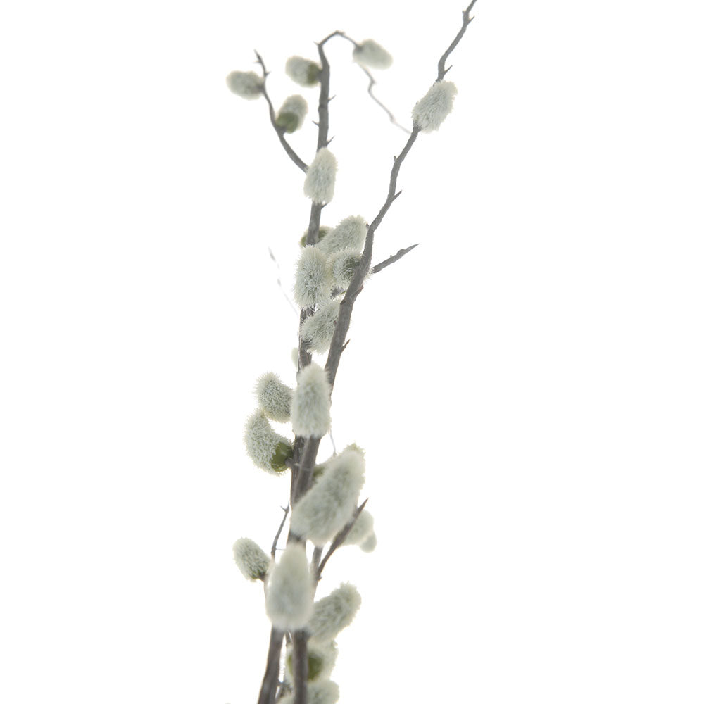 Cream Salix Argyracea Stem 89cm