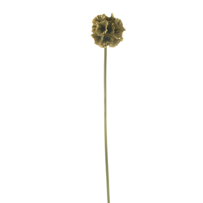 Green Stellata Scabiosa Stem