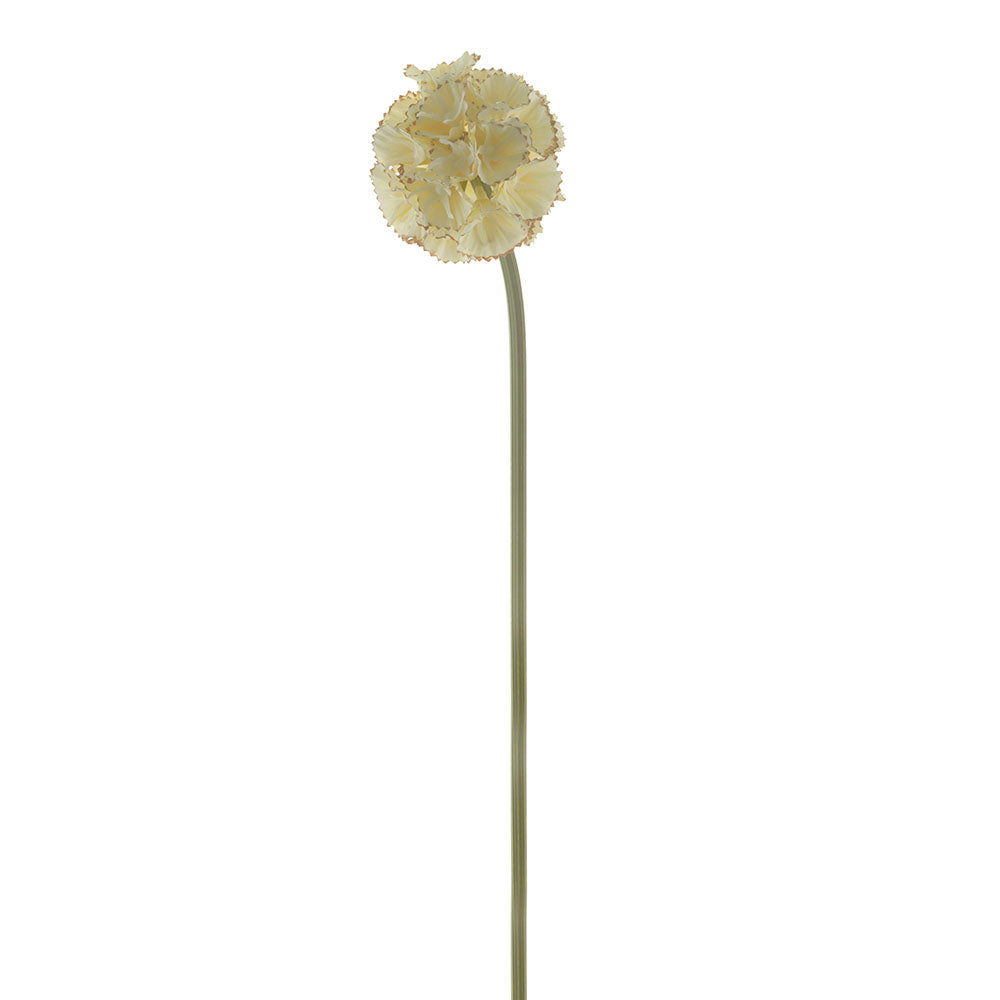 Cream Stellata Scabiosa Stem