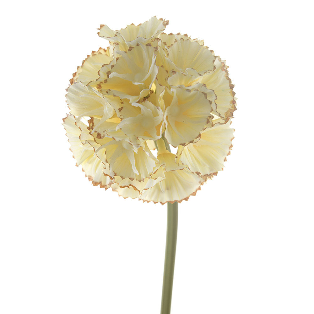 Cream Stellata Scabiosa Stem