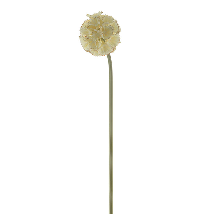 Cream Stellata Scabiosa Stem