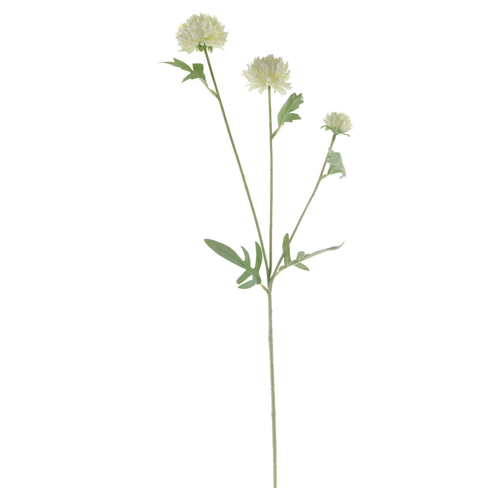 White Ping Pong Chrysanthemum Stem