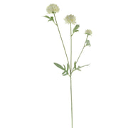 White Ping Pong Chrysanthemum Stem