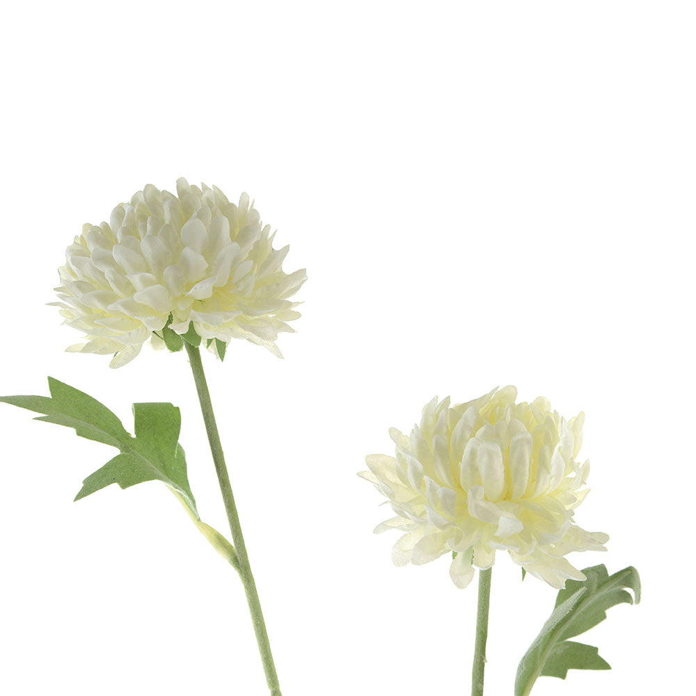 White Ping Pong Chrysanthemum Stem