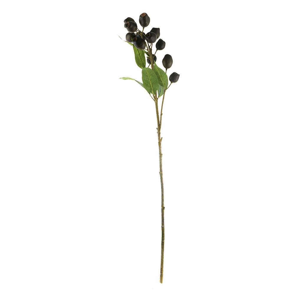 Coffee Olea Yunnanensis Stem 66cm