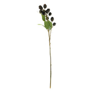Coffee Olea Yunnanensis Stem 66cm