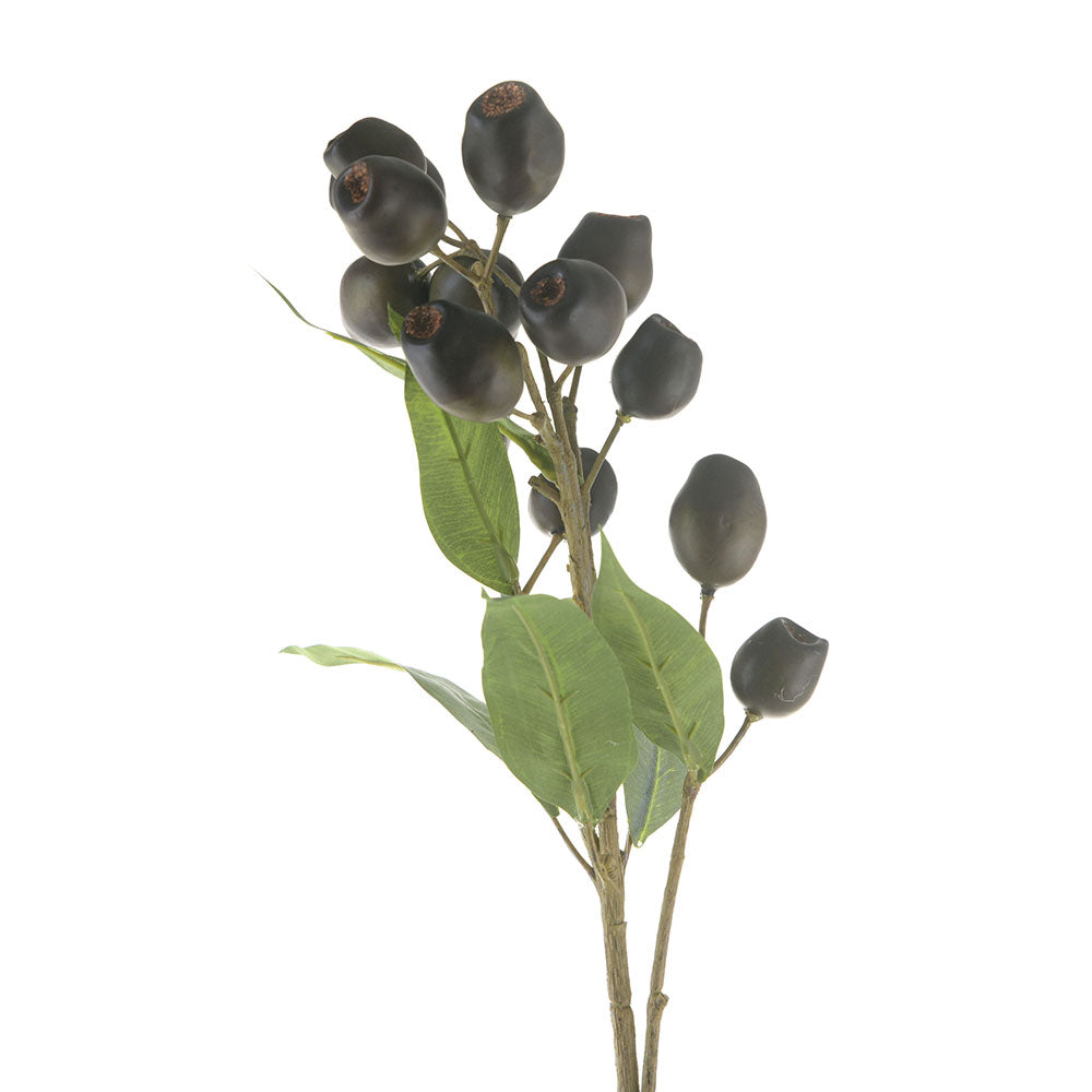 Coffee Olea Yunnanensis Stem 66cm