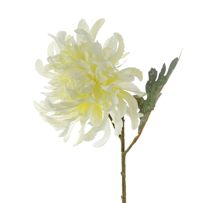 White Chrysanthemum Stem