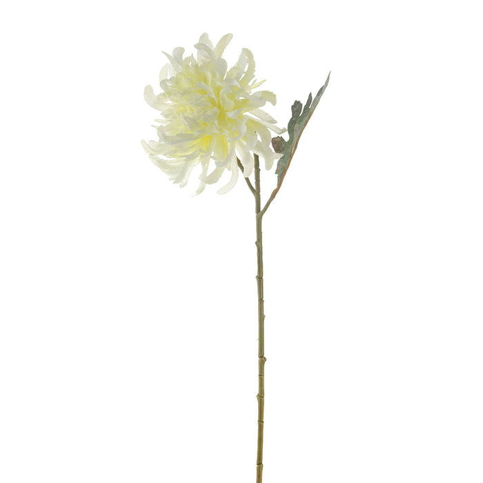 White Chrysanthemum Stem