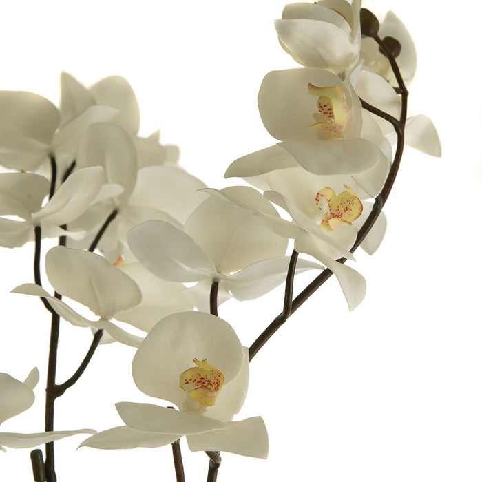 Phalaenopsis 3 Branch in White Pot