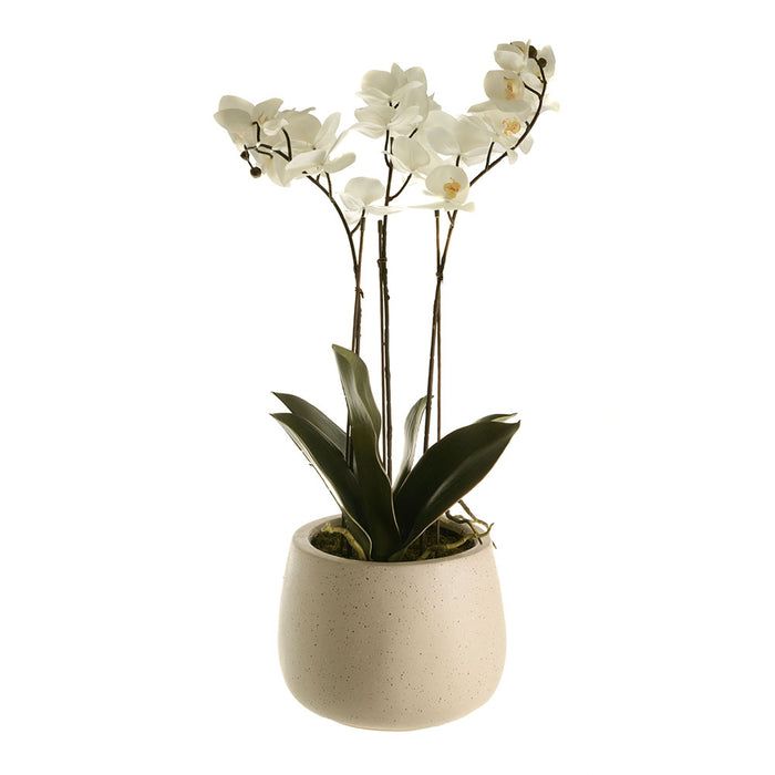 Phalaenopsis 3 Branch in White Pot
