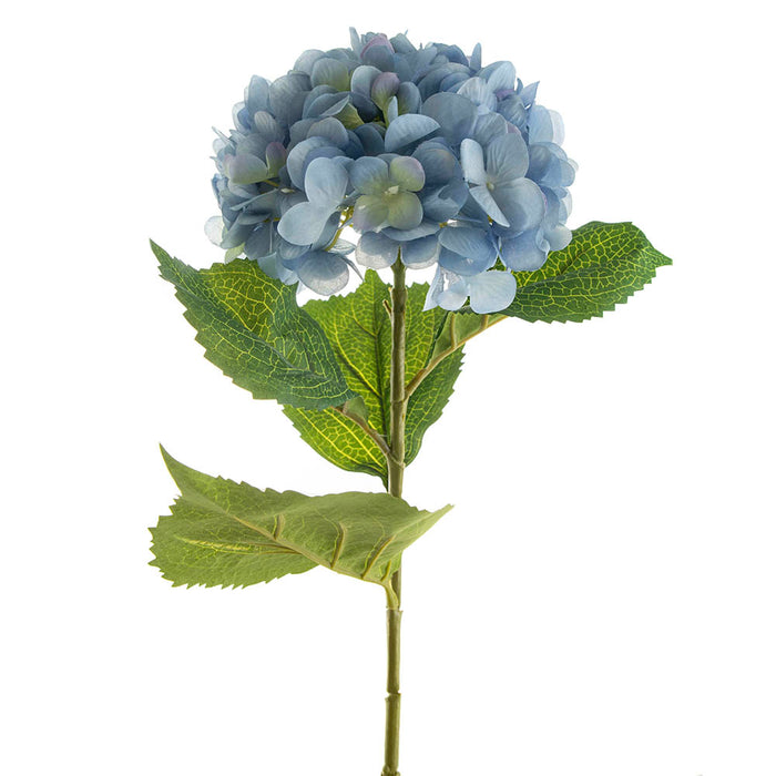 Blue Hydrangea Stem