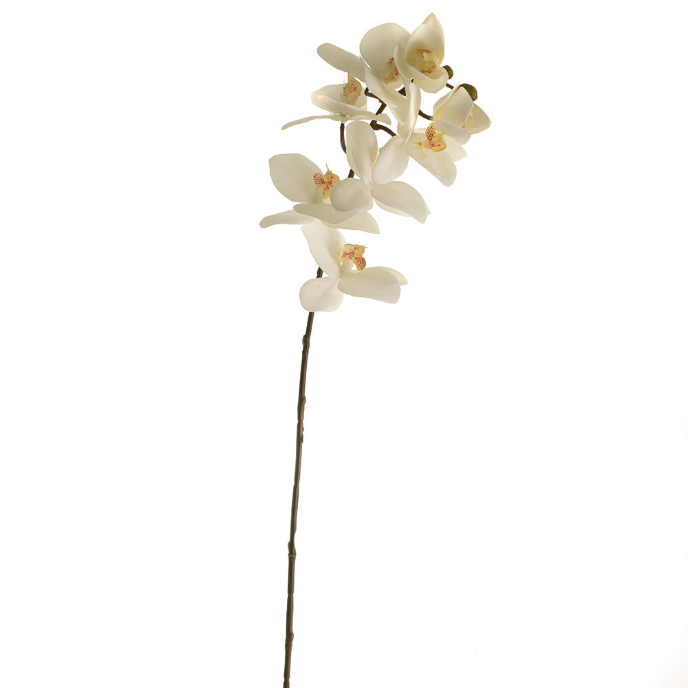 White Phalaenopsis Stem