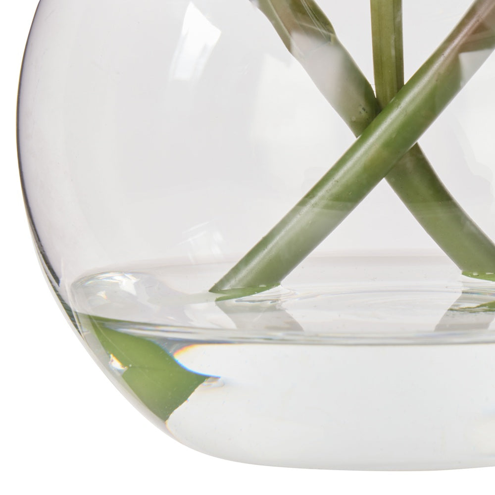 Rogue 25x18x20cm White Cymbidium Orchid in Glass Vase