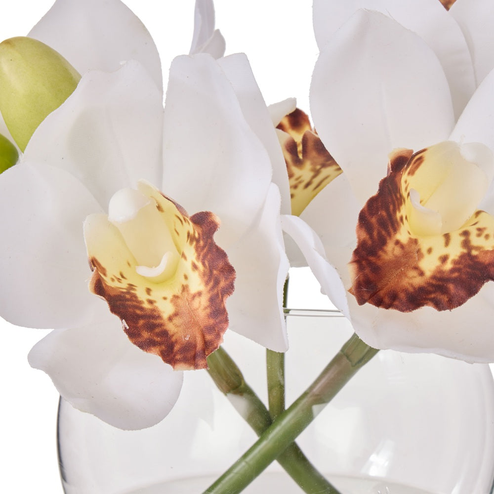 Rogue 25x18x20cm White Cymbidium Orchid in Glass Vase