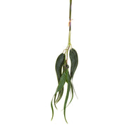 EUCALYPTUS Bundle 60cm - Wheel&Barrow Home