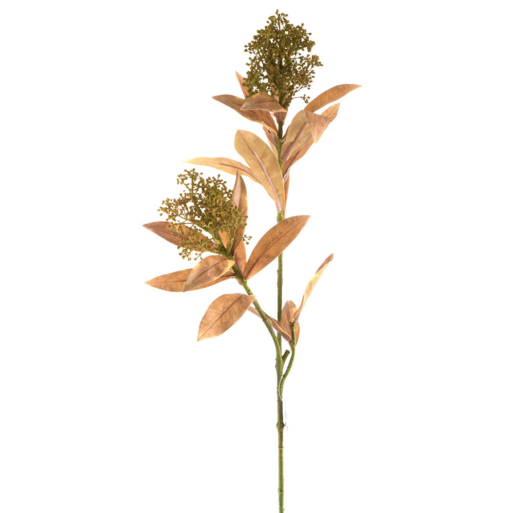 Skimmia Japonica Spray Stem